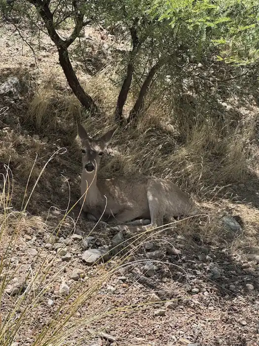deer at Biosphere 2