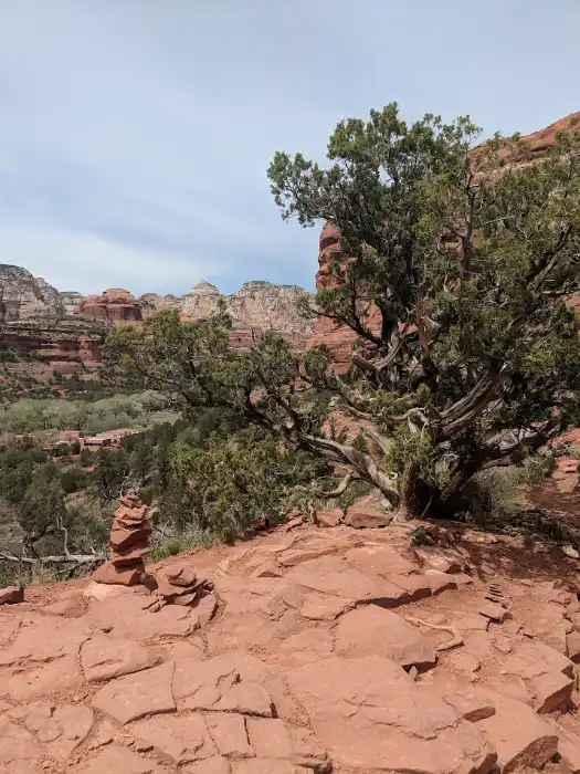 Juniper Tree at top of Boynton Canyon Vista Trail in Sedona