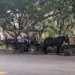Savannah Carriage ride